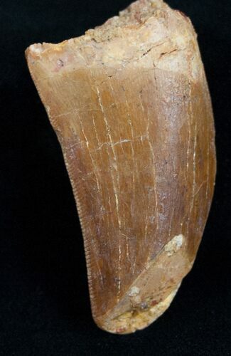 Bargain Carcharodontosaurus Tooth #10963